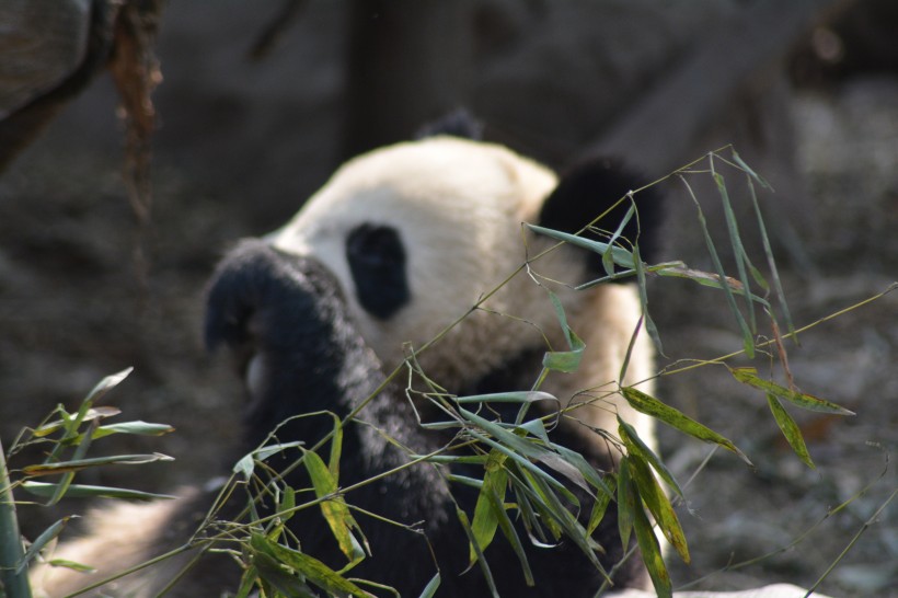 動物園里的國寶大熊貓圖片