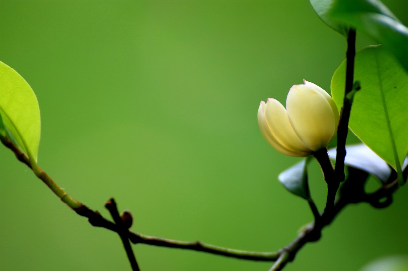 含笑花圖片 