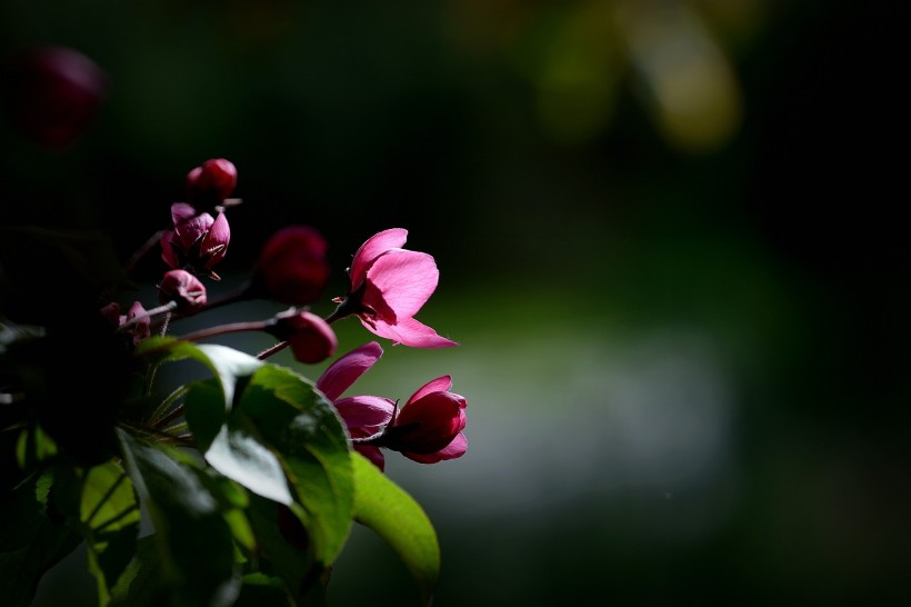 春天怒放的鲜花图片