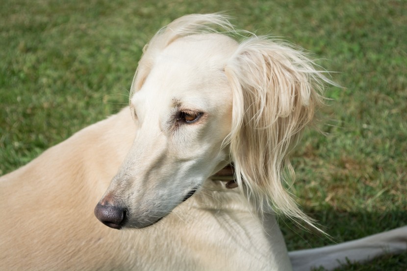 优雅敏捷的东非猎犬图片