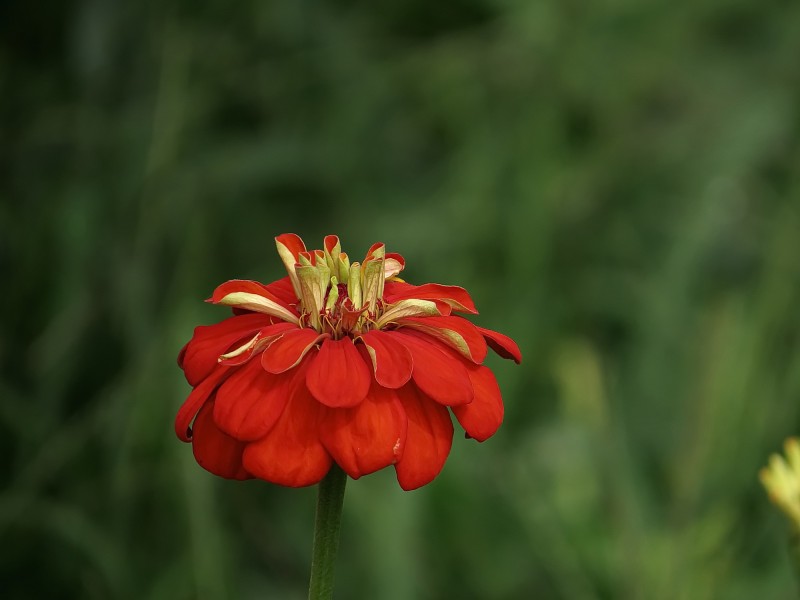 百日草花卉圖片