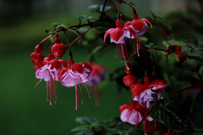 燈籠花圖片