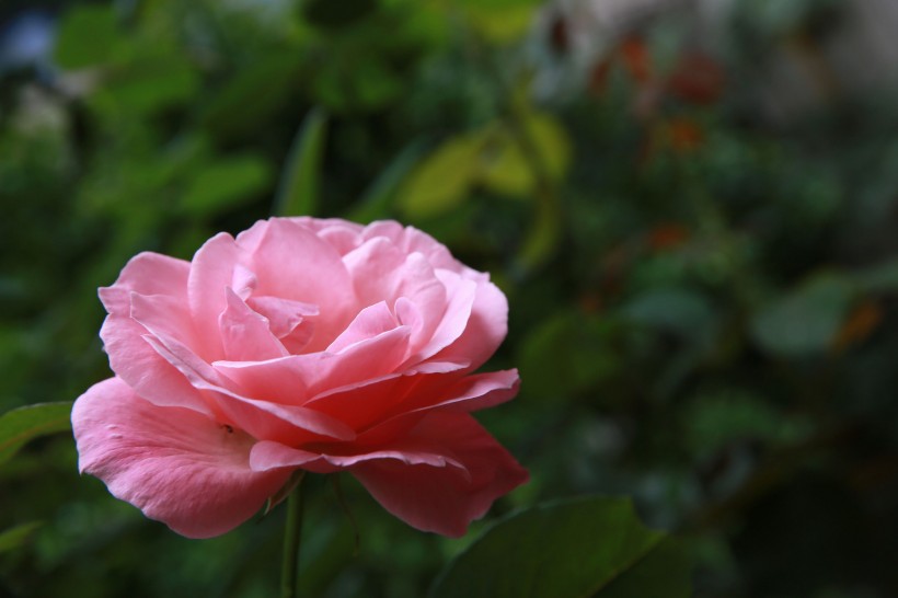 粉色月季花圖片