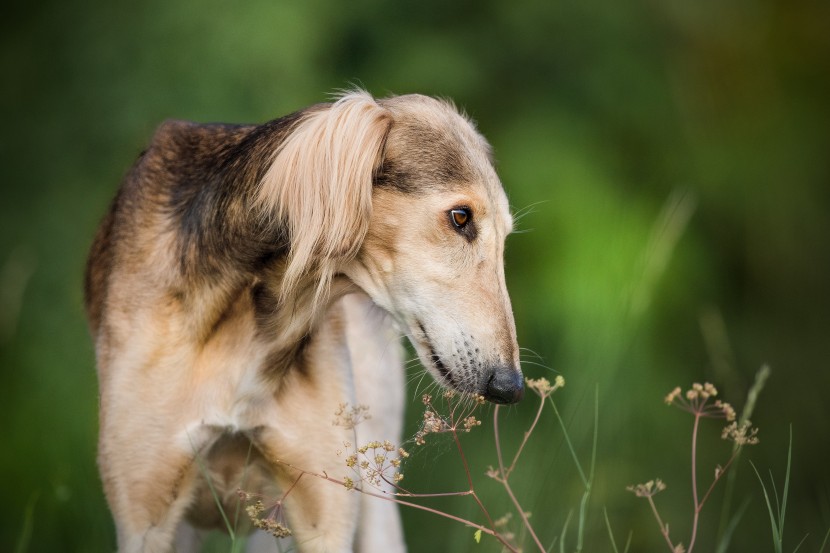 優(yōu)雅敏捷的東非獵犬圖片