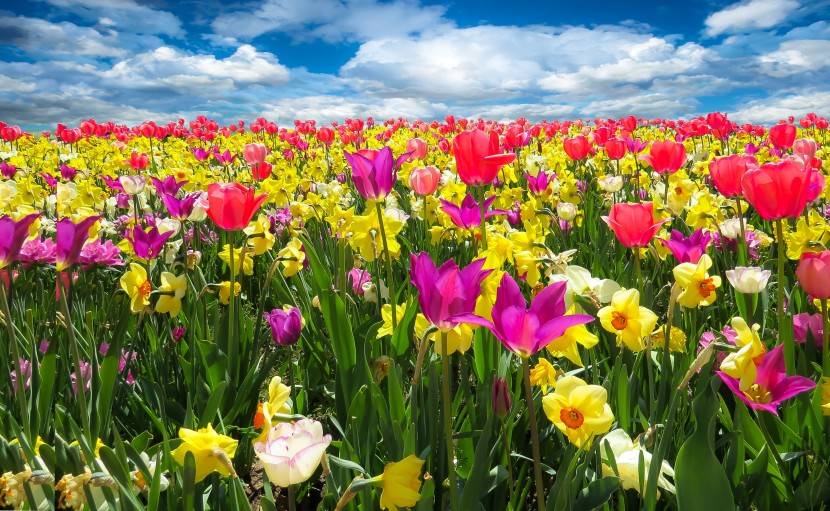 美丽的郁金香花海图片