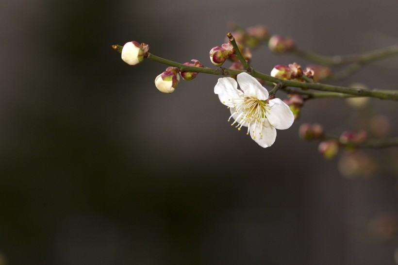 香氣撲鼻的白梅花圖片