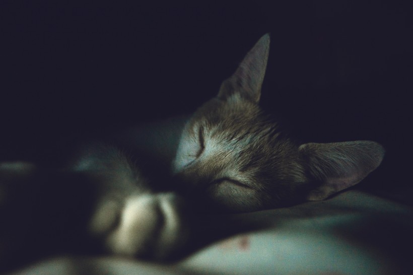 躺着睡觉的小猫图片