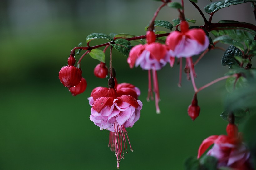 灯笼花图片