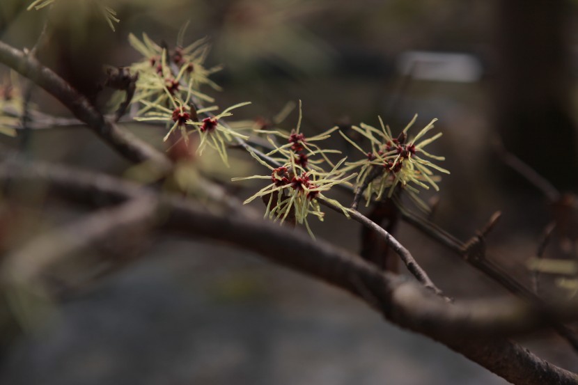 花瓣如缕的金缕梅图片