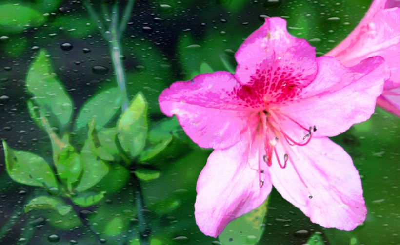 雨后杜鹃花图片