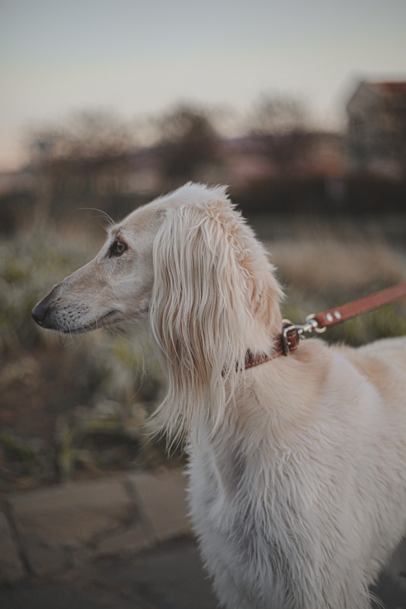 优雅敏捷的东非猎犬图片