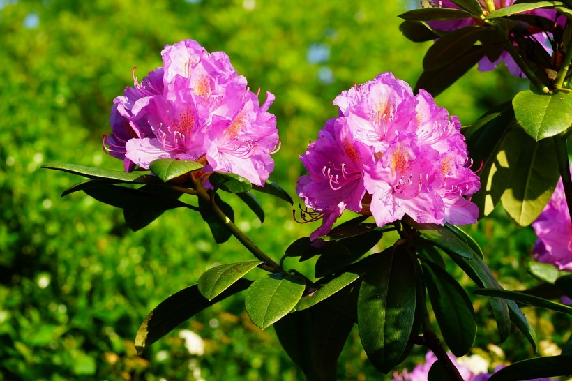 杜鹃花图片