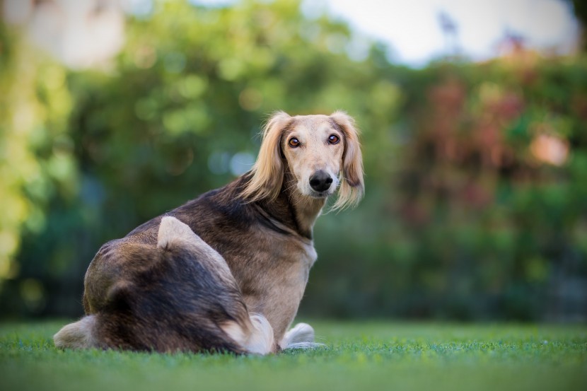 優(yōu)雅敏捷的東非獵犬圖片