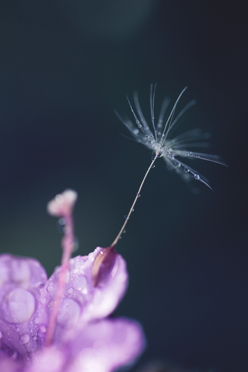 鮮花花瓣上的水珠圖片