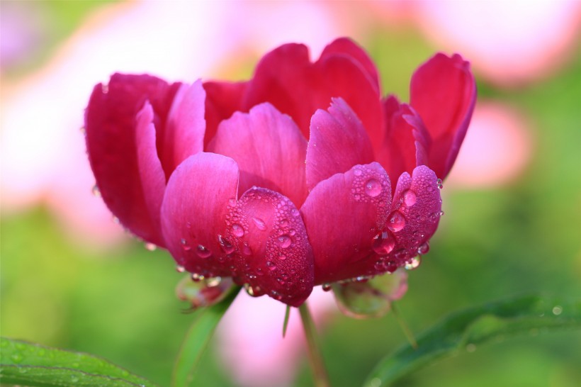 雨后的芍藥花圖片