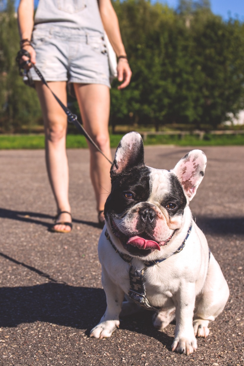 憨厚可愛的斗牛犬圖片