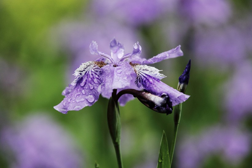 雨中鳶尾花圖片