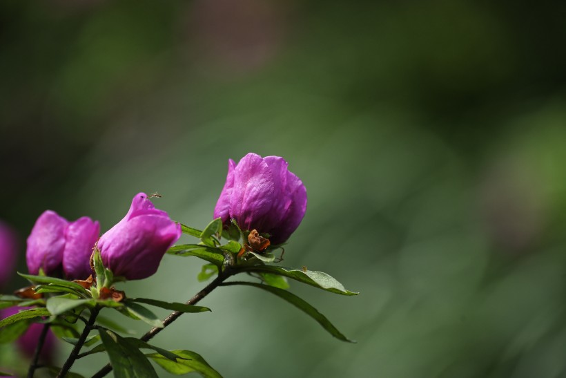 杜鹃花图片