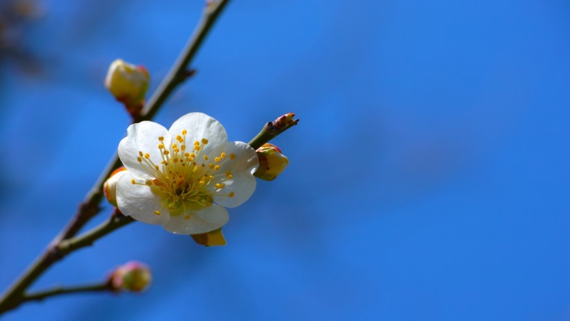 香氣撲鼻的白梅花圖片