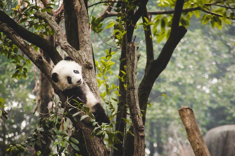 可爱的熊猫图片