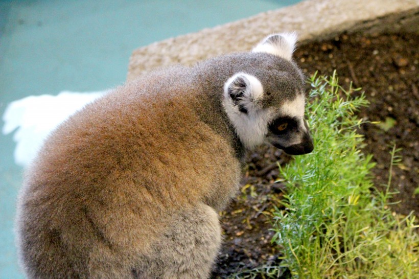 動物園里的環(huán)尾狐猴圖片