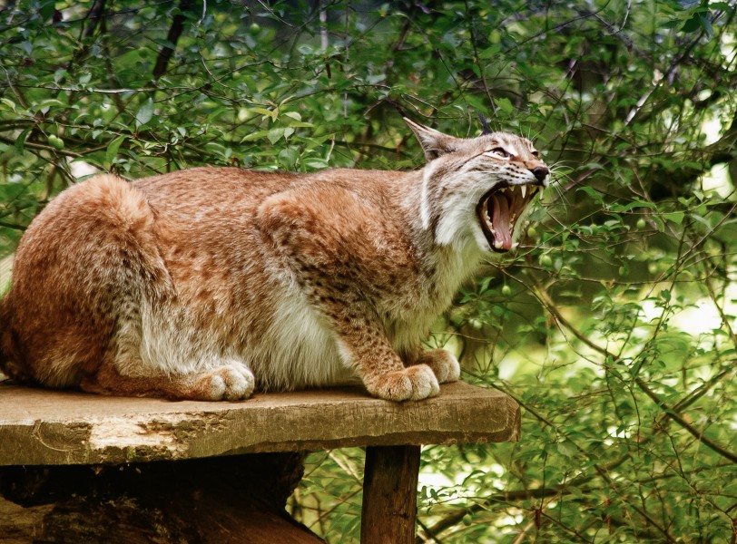 大型猫科动物猞猁图片