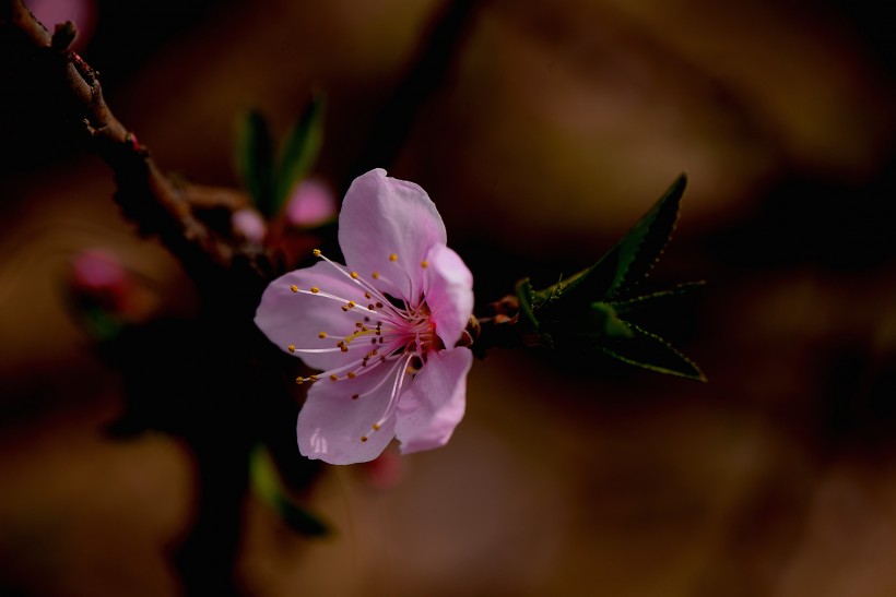 粉红色桃花图片