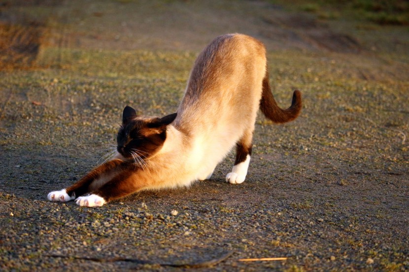 伸懒腰的猫咪图片