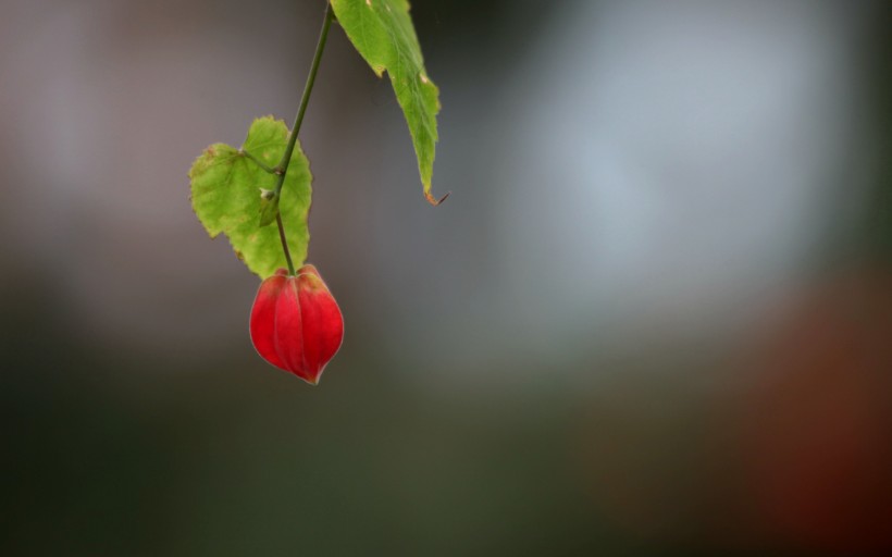 紅色的燈籠花圖片