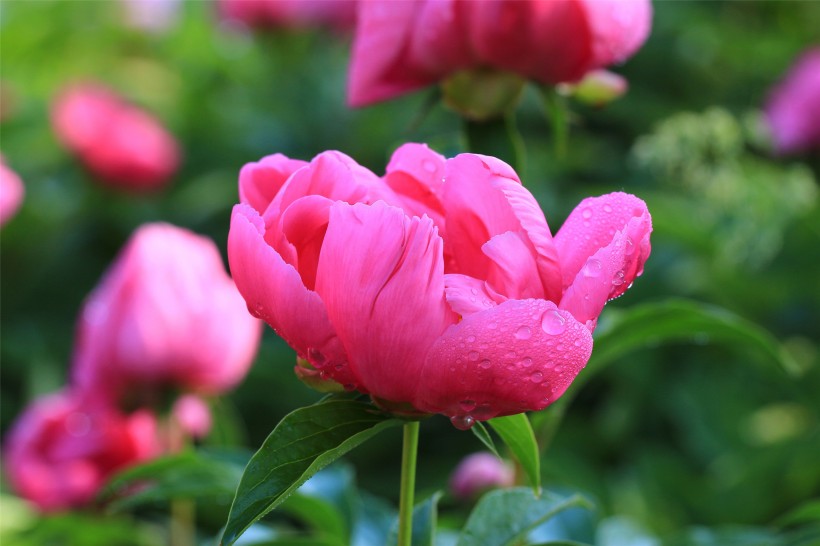 雨后的芍藥花圖片