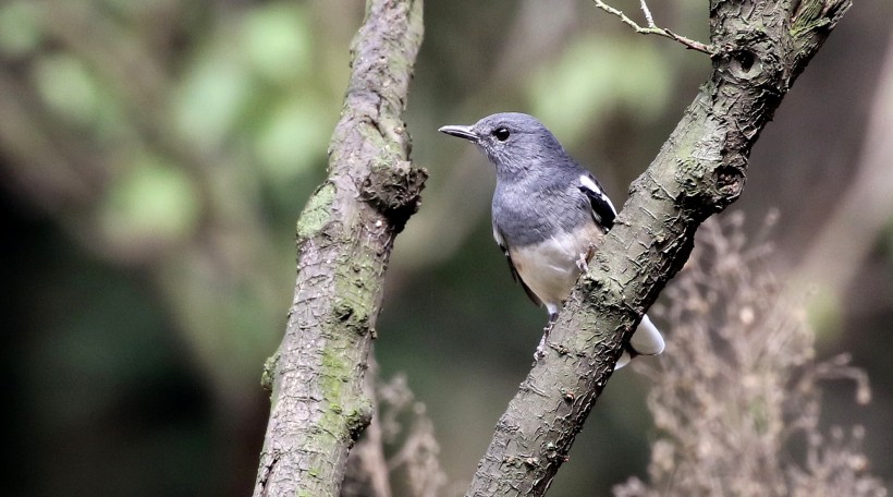 鵲鴝鳥類圖片