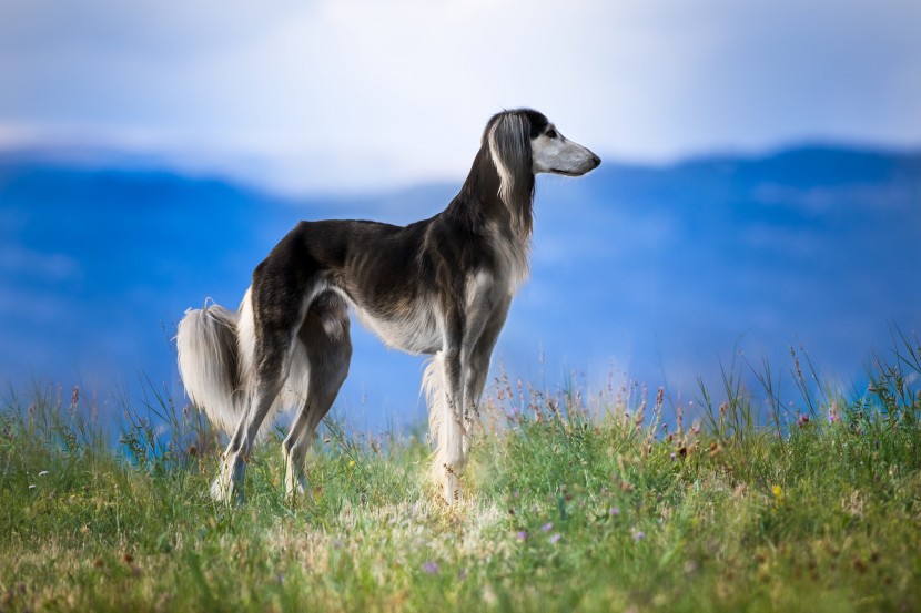 優(yōu)雅敏捷的東非獵犬圖片