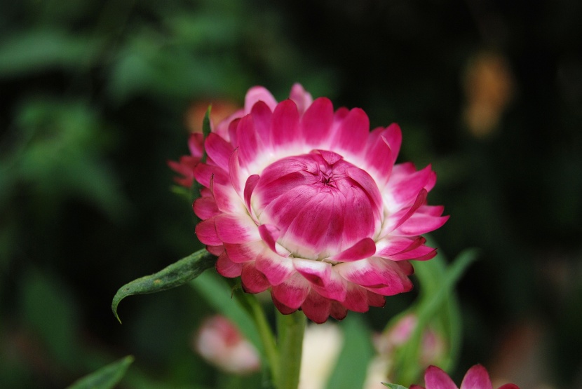 花色绚丽的蜡菊图片