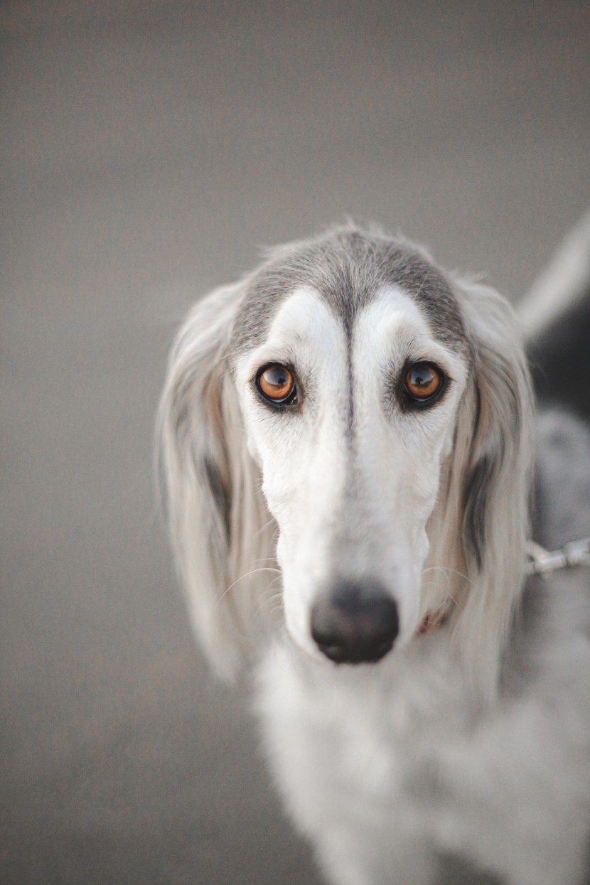 优雅敏捷的东非猎犬图片