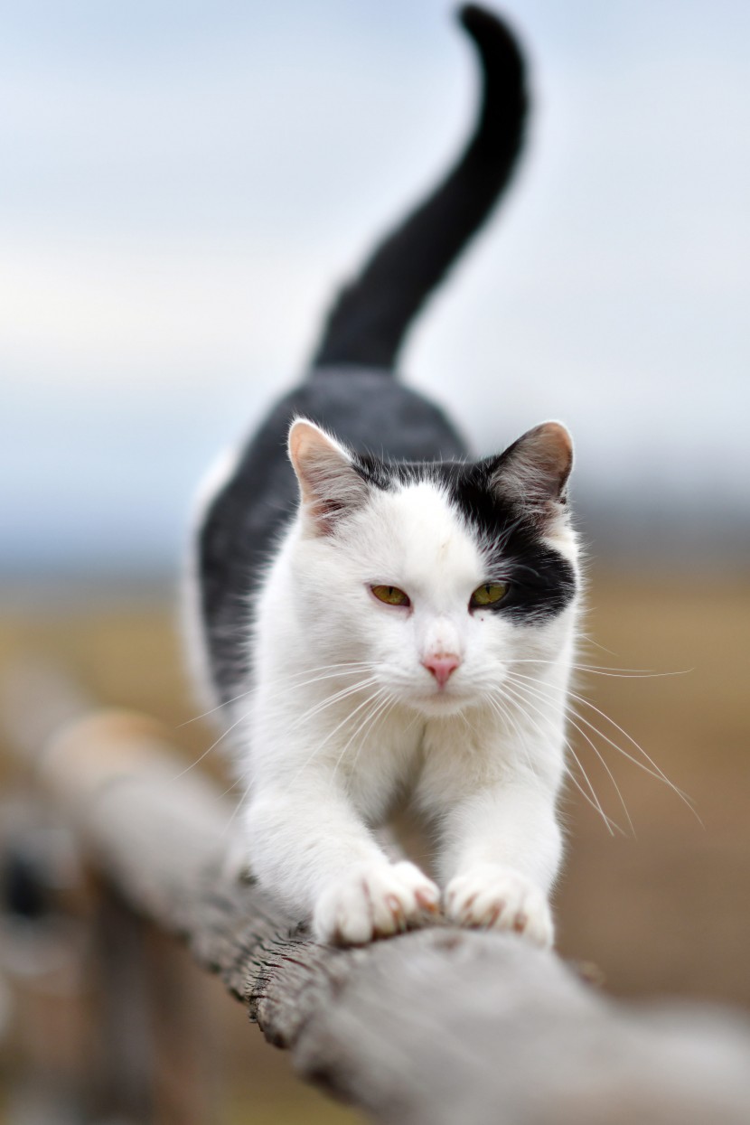 伸懒腰的猫咪图片