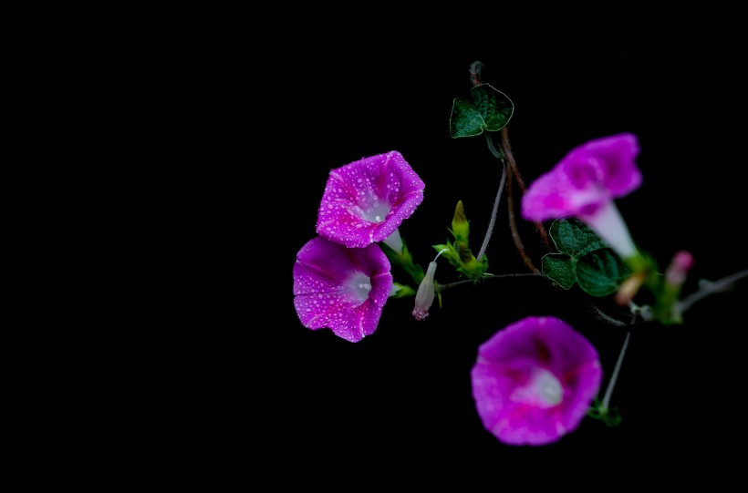 雨天的牵牛花图片