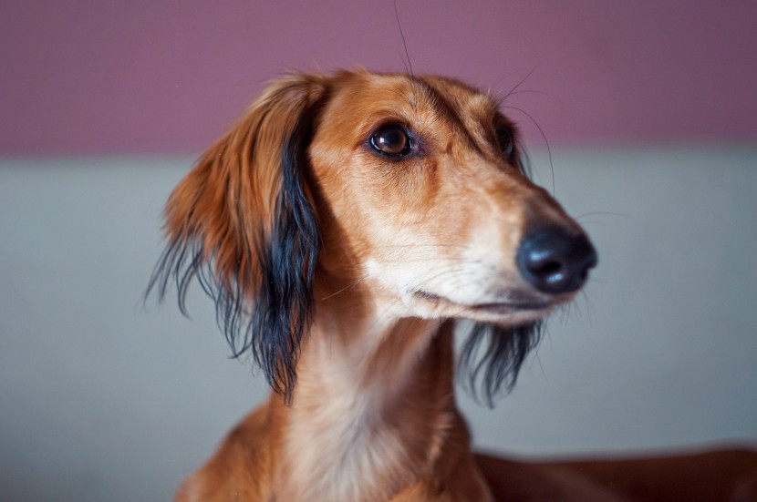 优雅敏捷的东非猎犬图片