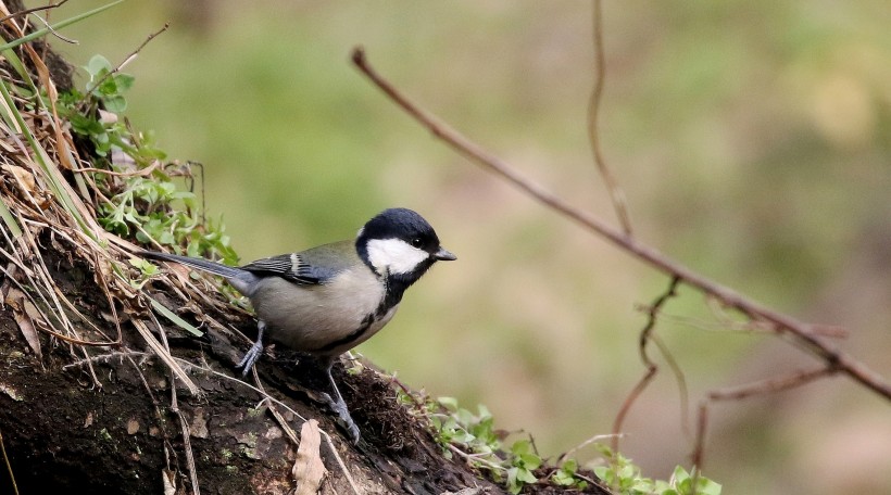 大山雀鳥類圖片