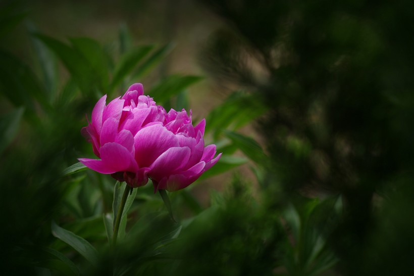 芍藥花圖片