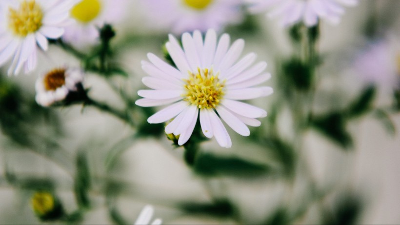 清新淡雅小雏菊图片