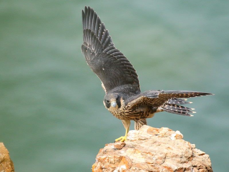 游隼鳥類圖片