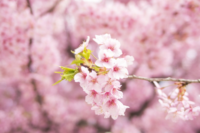 粉艳的樱花图片