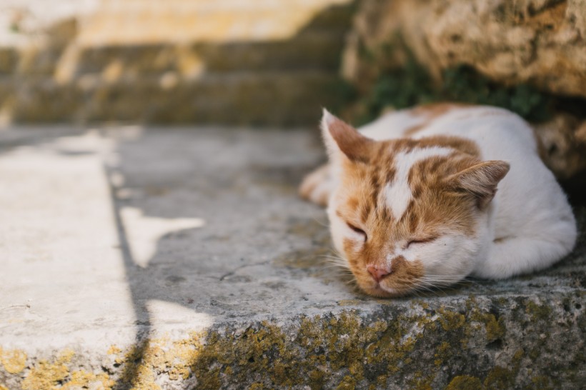 躺着睡觉的小猫图片