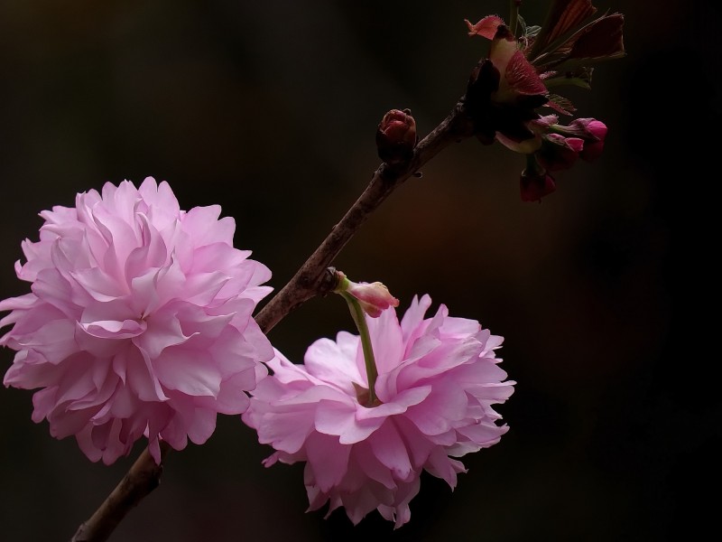 唯美的樱花图片