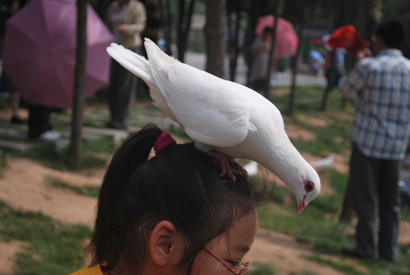 一只白色的鴿子圖片