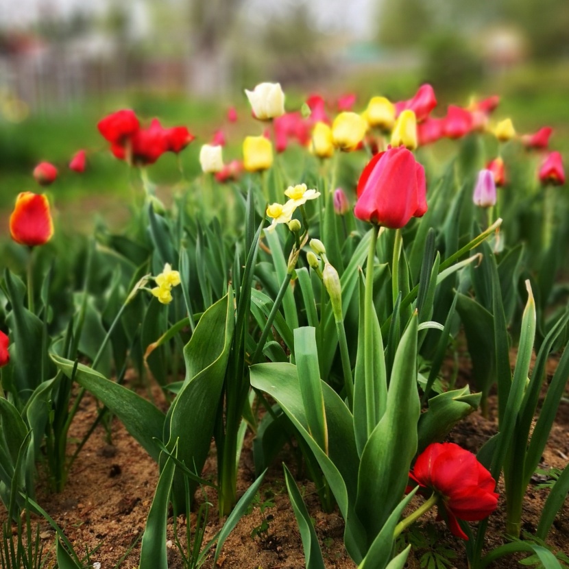 盛开的郁金香花卉图片