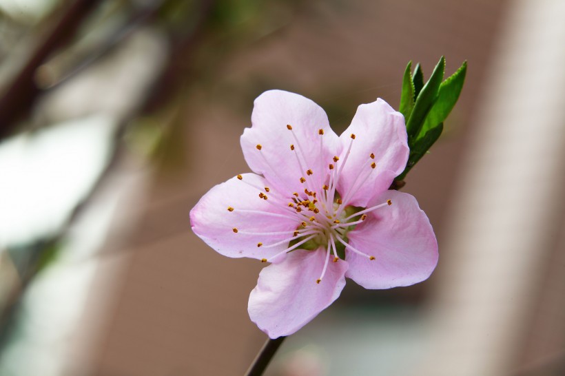 桃花图片