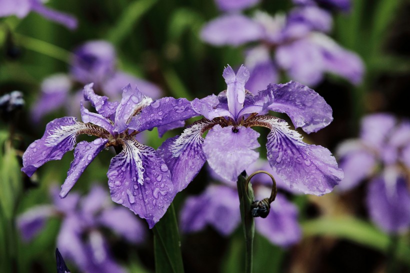 雨中鳶尾花圖片