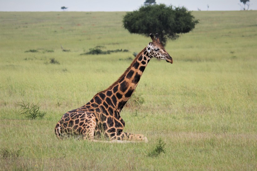 身材高大脖子长长的长颈鹿图片