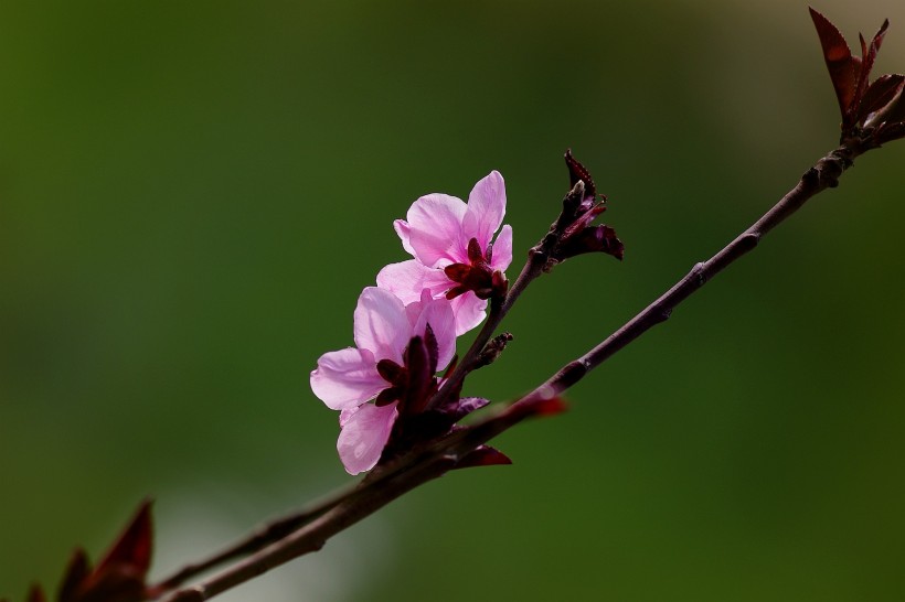 艳丽桃花图片